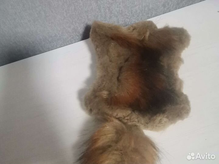 Белка летяга