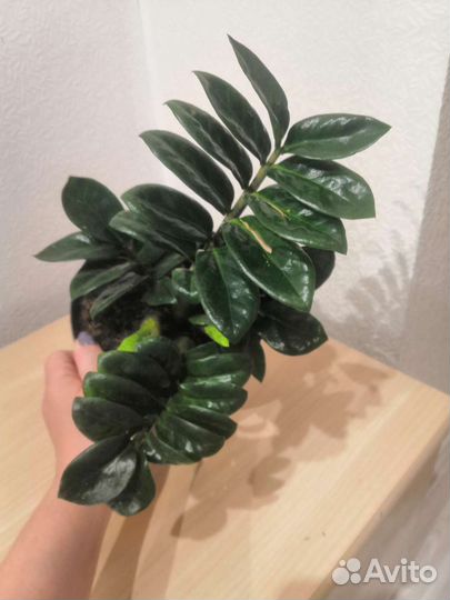 Замиокулькас зензи жук