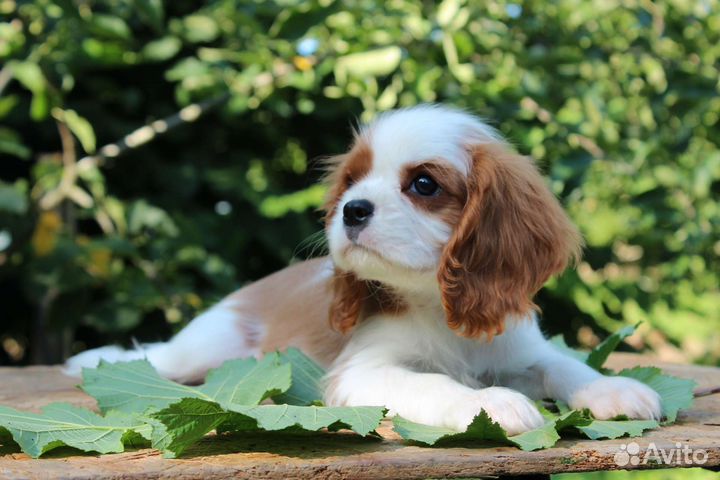 Кавалер кинг чарльз спаниель