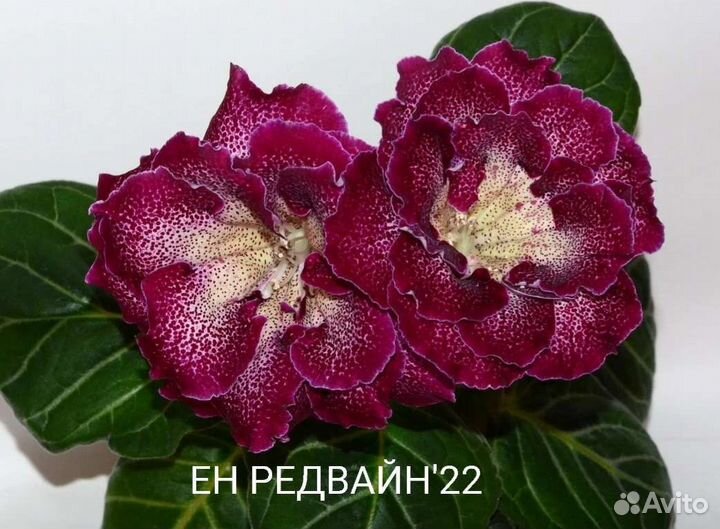 Глоксиния махровая детки