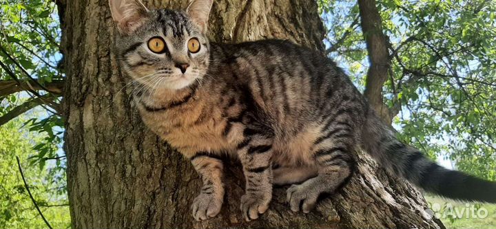 Котик бесплатно