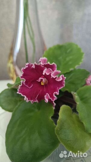 Цветущие фиалки, гибискус (детка)