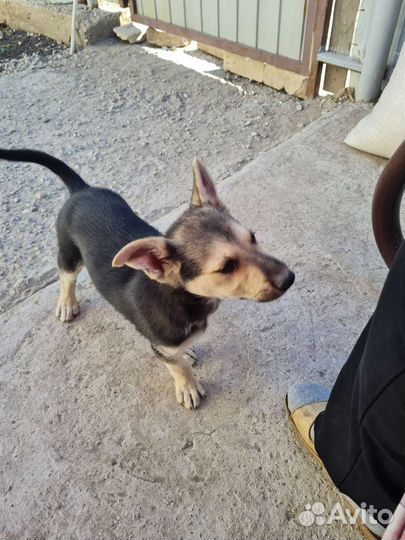 Отдам щенят только в добрые руки. Кушают все