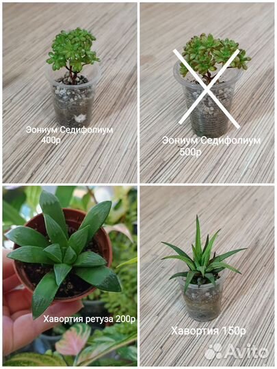 Суккуленты, суккулентные садики