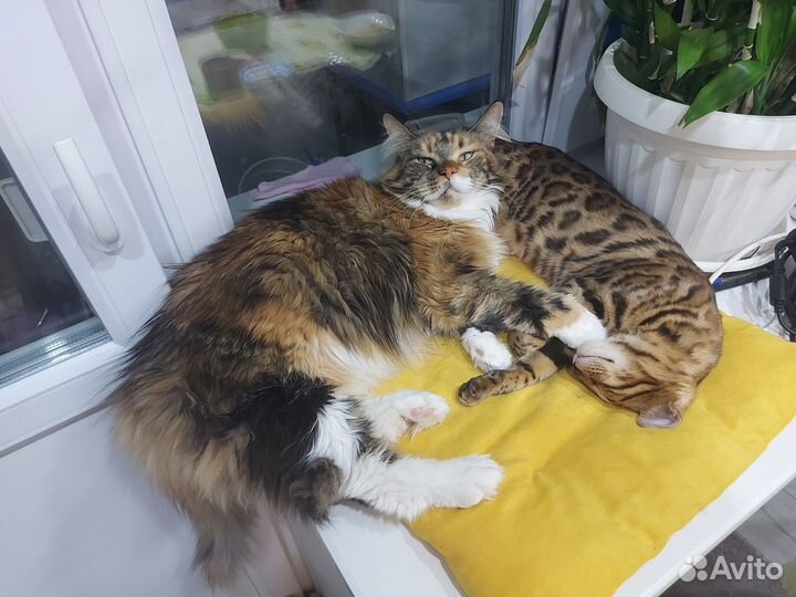 Кошка мейкун бесплатно