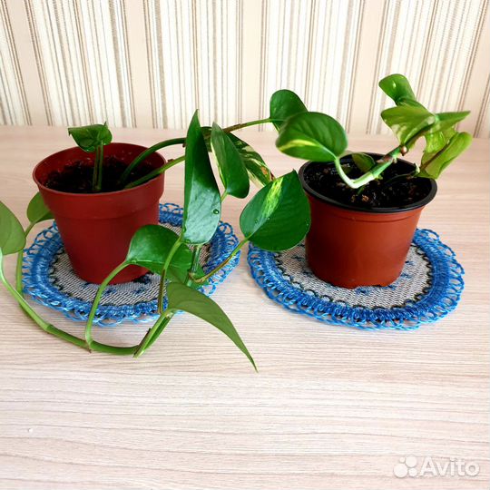 Эпипремнум - liana