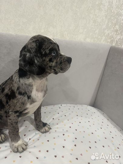 Метис спаниеля и француза