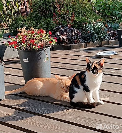 Котята в добрые руки