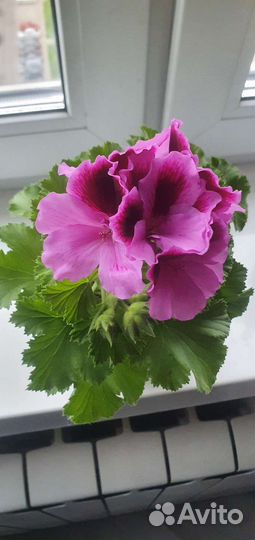 Пеларгония герань