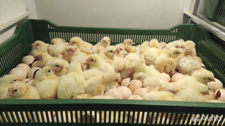 Цыплята бройлеры