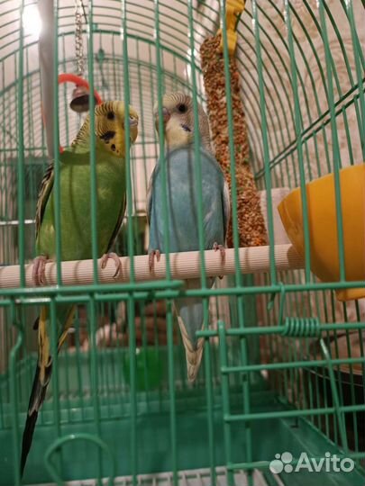Волнистый попугай с клеткой самец и самка