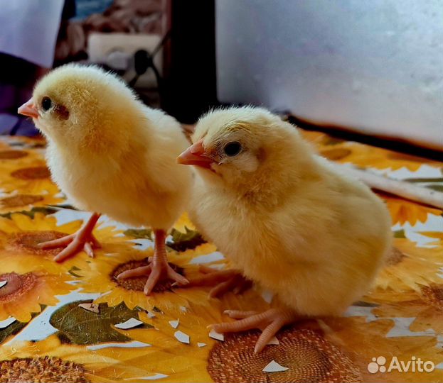 Цыпленок
