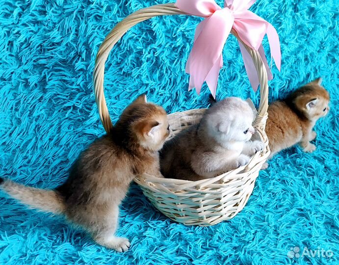 Шотландские котята