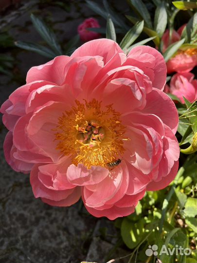 Пион Coral Supreme