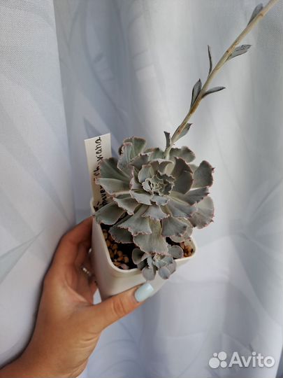 Суккуленты