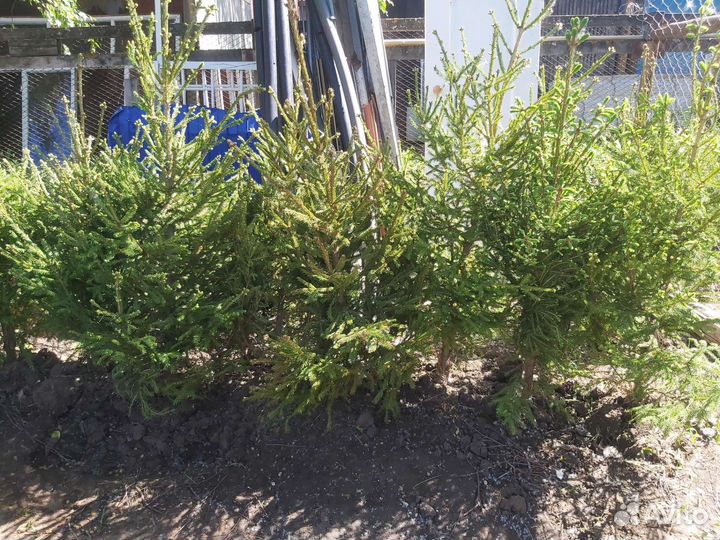 Ель европейская