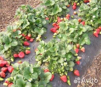 Рассада клубники