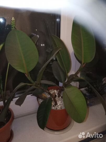 Фикус каучуковый