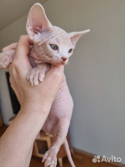 Котик 2 месяца