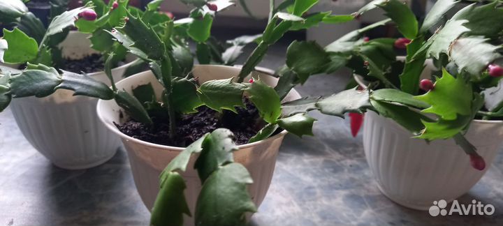 Декабрист шлюмбергера