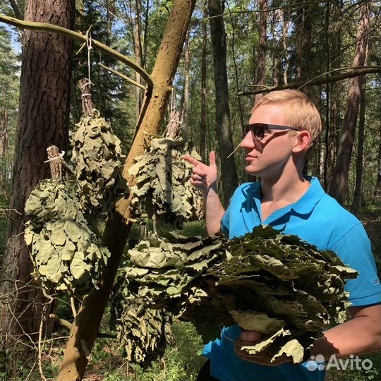 Дубовые веники для бани