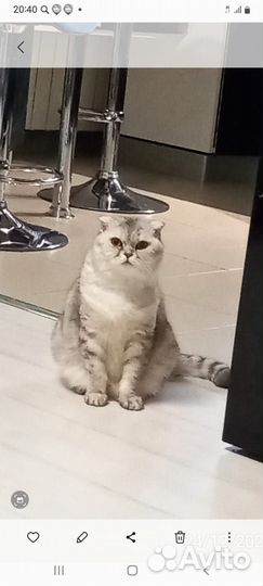 Кошка