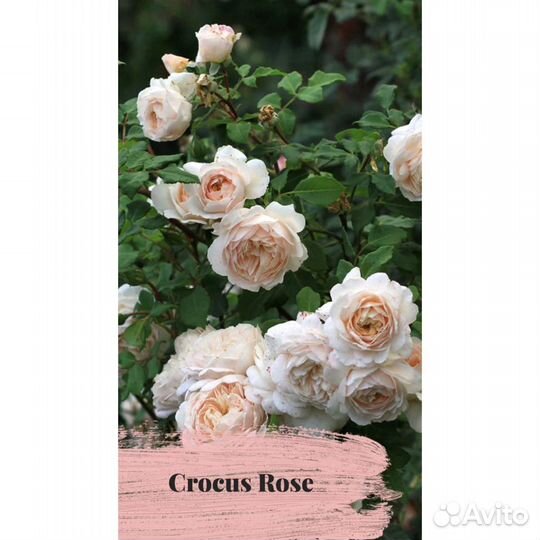 Розы оптом и розницей