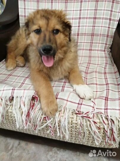 Щенок в добрые руки бесплатно