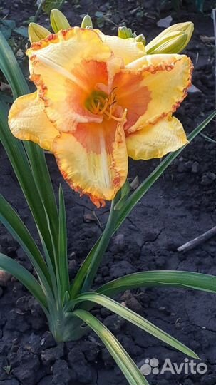 Лилейники, разные сорта