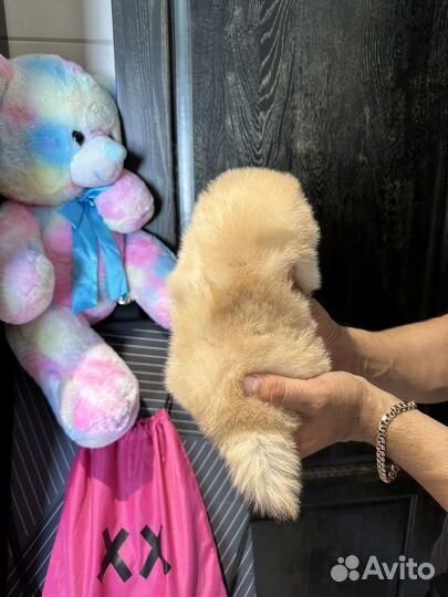 7 мальчиков и 1 девочка шпиц мини микро