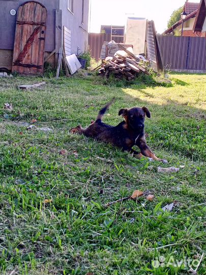 Пристраивается щенок