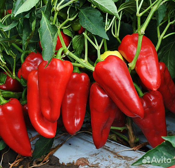 Семена сладких перцев