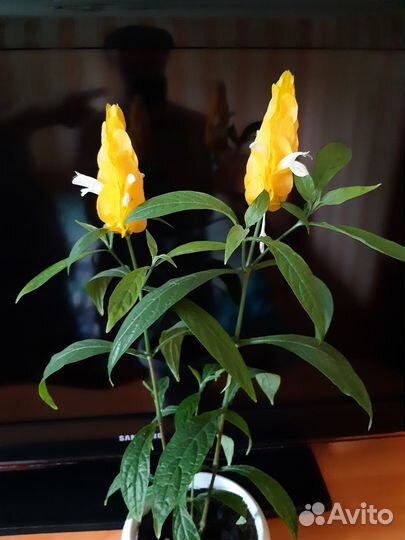 Пахистахис