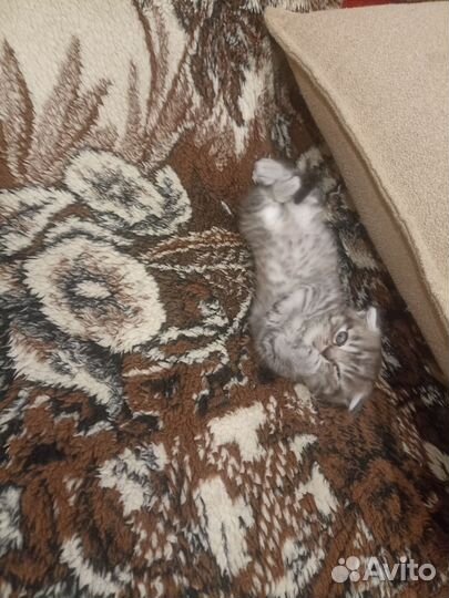 Шотландский мальчик скоттиш фолд