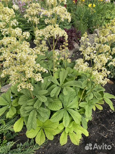 Роджерсия каштановидгая