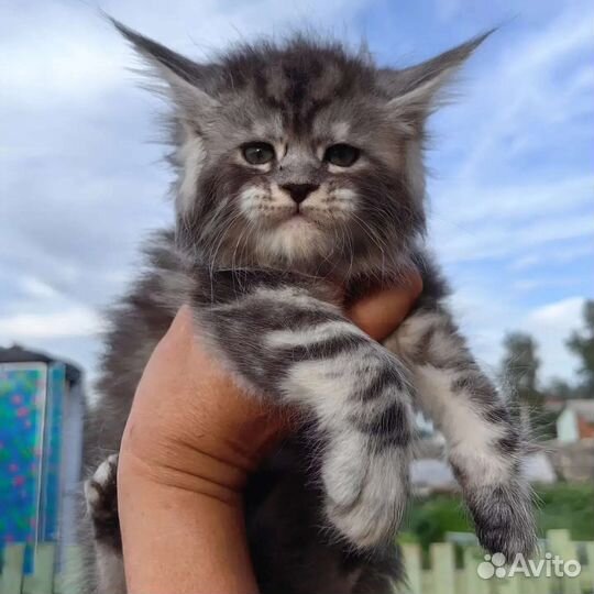 Котята мейн-кун