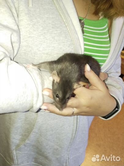 Крысы дамбо девочки