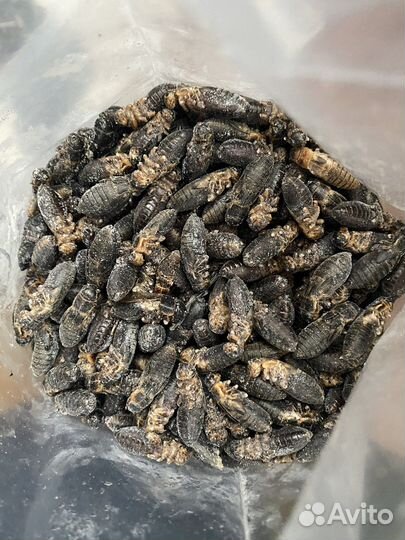 Замороженные сверчки, кальций с D3