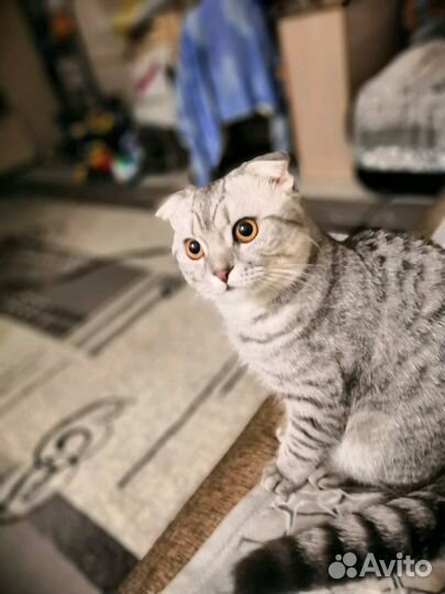 Шотландская