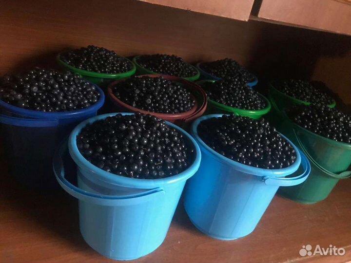 Черника лесная