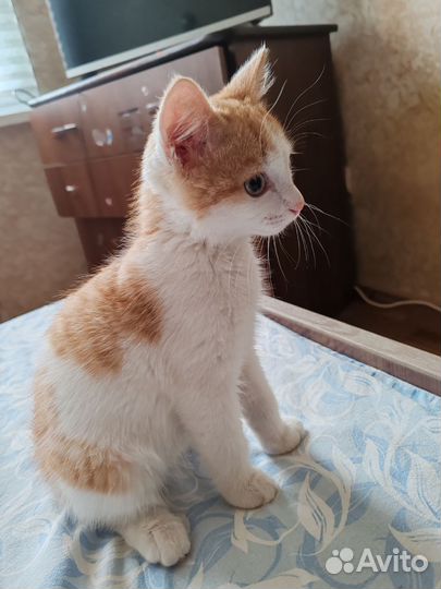 Котики бесплатно