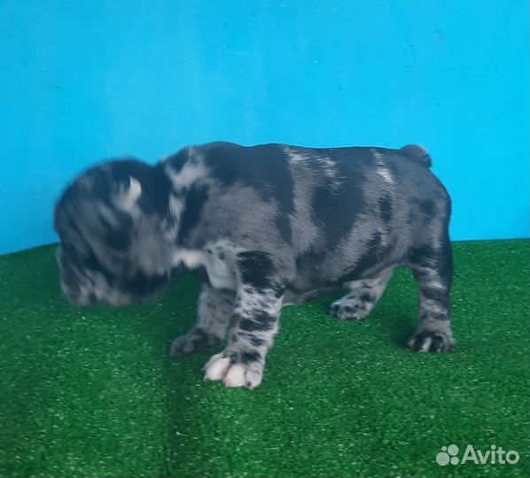 Французик мальчик мерль
