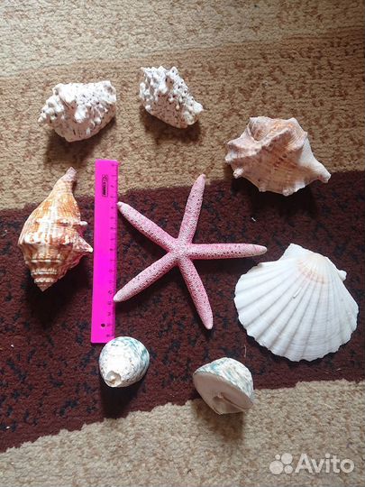 Морские ракушки раковины морская звезда