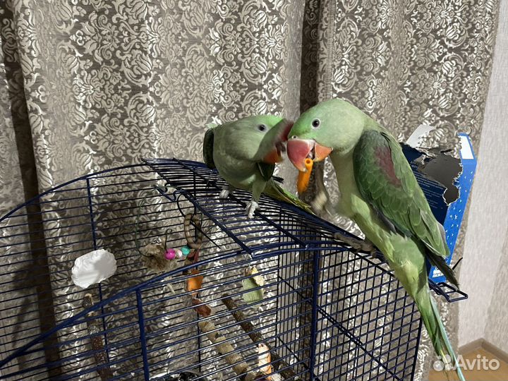 Александрийский попугай