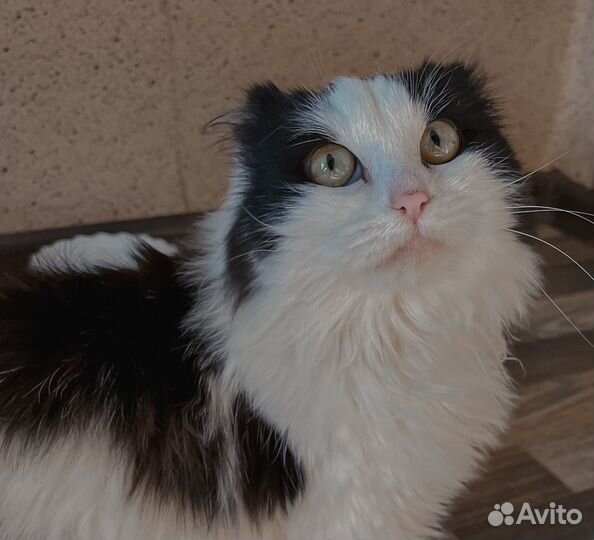 Кошечка в добрые руки