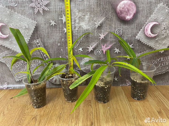 Фикус али амстел голд