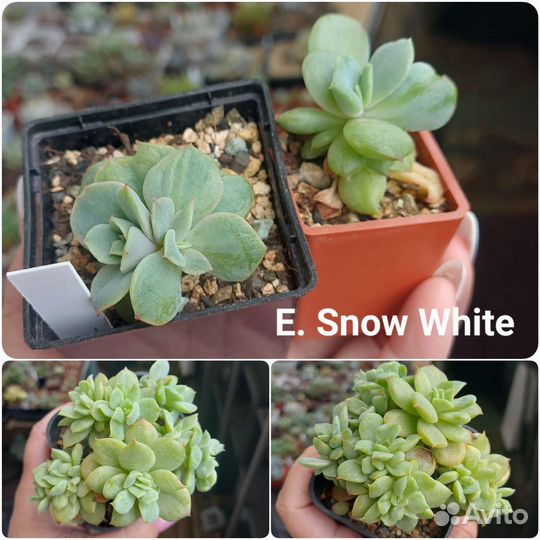 Суккуленты