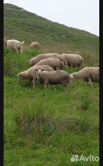 Ярочки ягнята