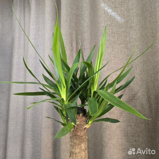 Юкка слоновая Элефант