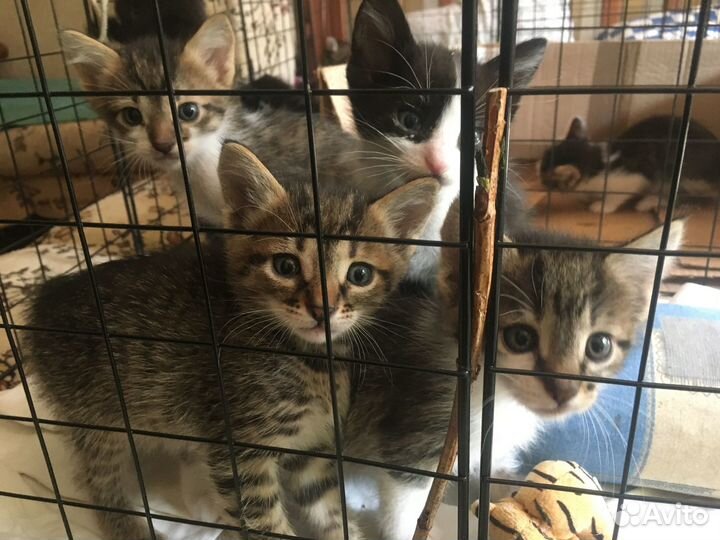 Отдам котят в добрые руки
